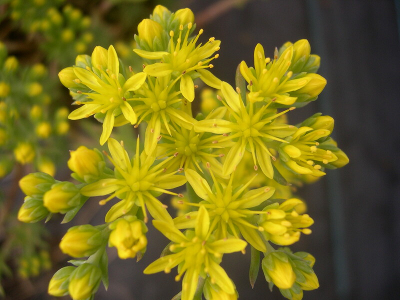 Sedum pruinatum [Petrosedum pruinatum] (1)