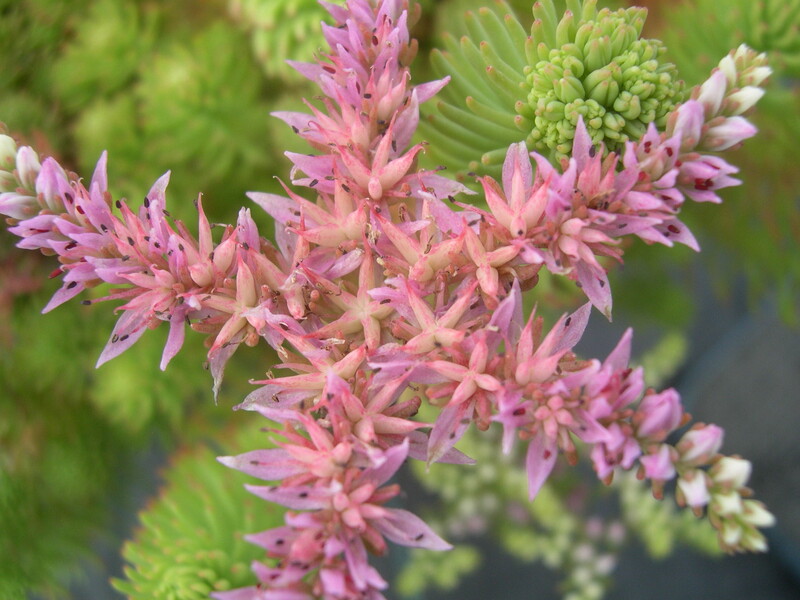 Sedum pulchellum (3)