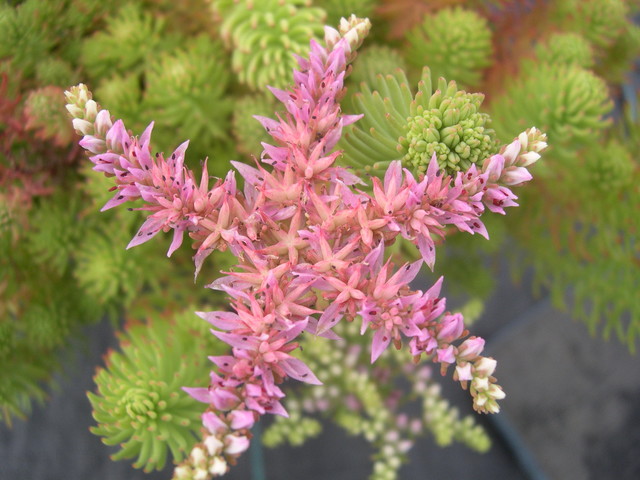 Sedum pulchellum (4)