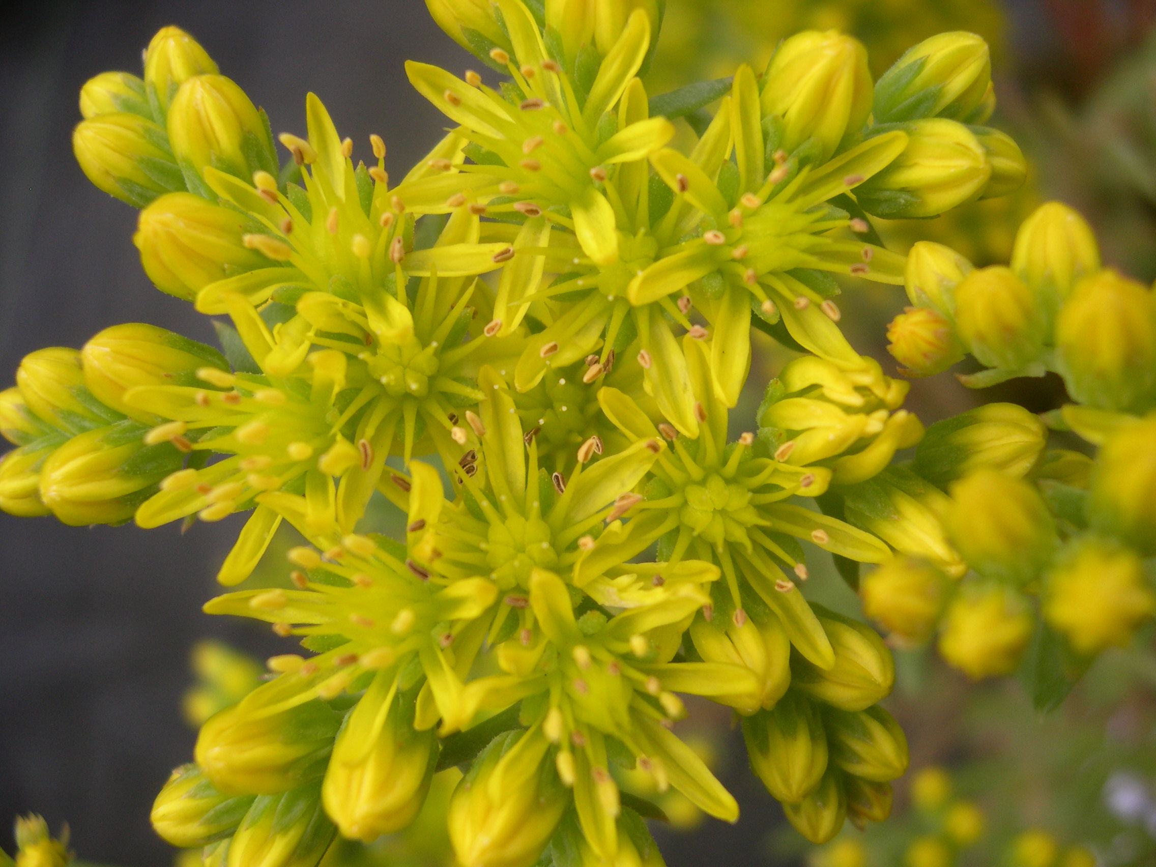 Sedum montanum 'Jenny' [Petrosedum montanum 'Jenny'] (3)