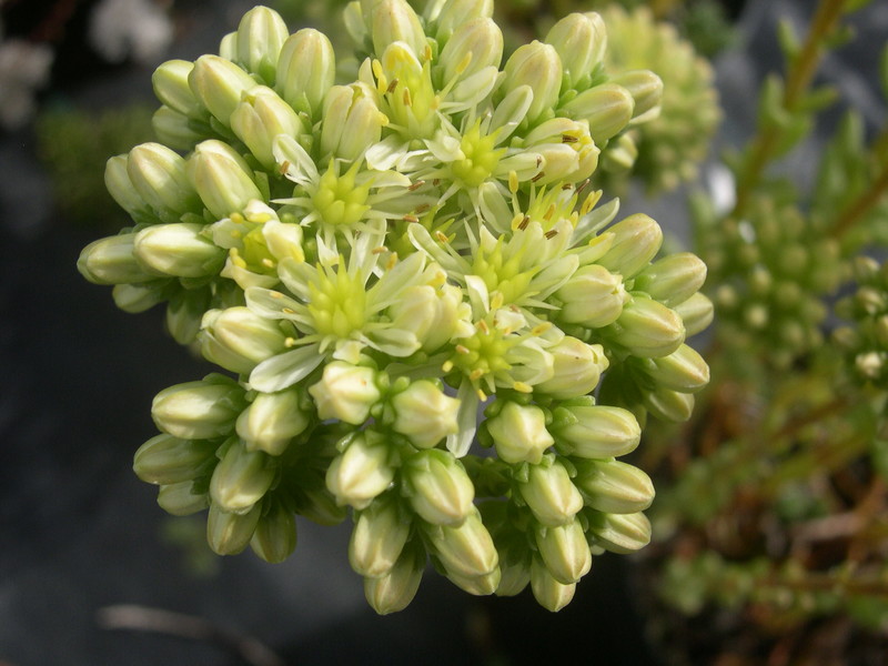 Sedum sediforme  [Petrosedum sediforme] (2)