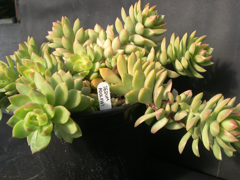 Sedum 'Golden Glow'  (1)