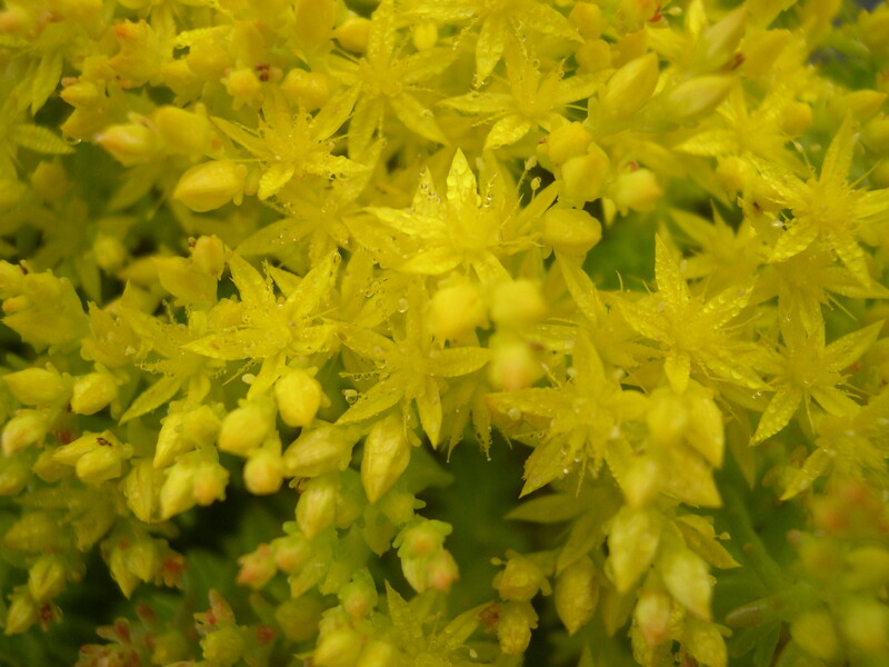 Sedum sexangulare elatum (4)