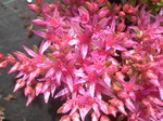 Sedum spurium 'Schorbusser Blut' [Phedimus spurius 'Schorbusser Blut'] (1)