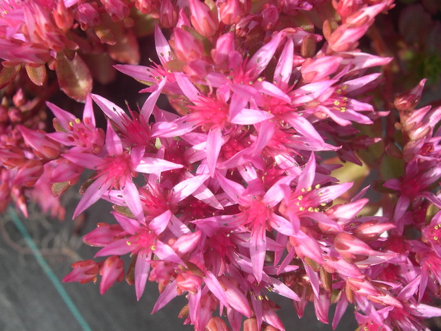 Sedum spurium 'Schorbusser Blut' [Phedimus spurius 'Schorbusser Blut'] (2)