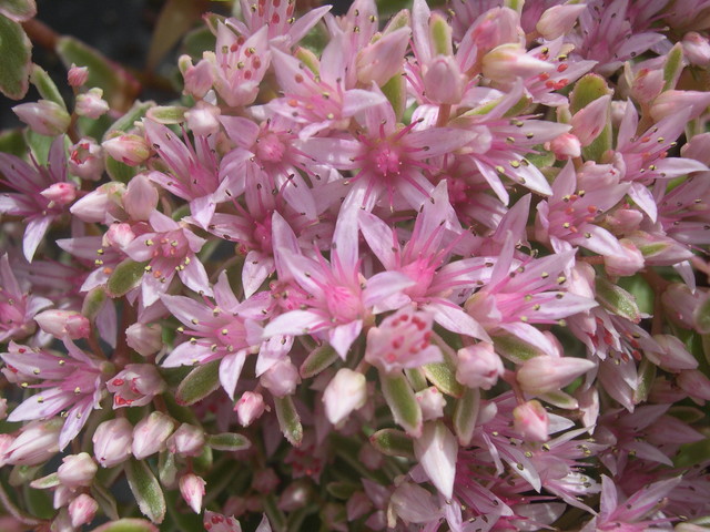 Sedum spurium 'Tricolor' [Phedimus spurius 'Tricolor'] (2)