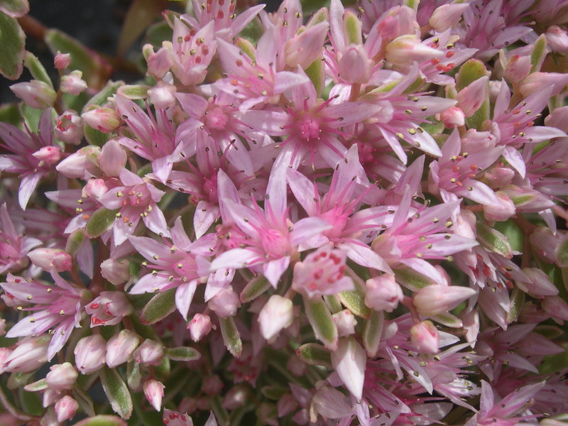 Sedum spurium 'Tricolor' [Phedimus spurius 'Tricolor'] (2)