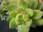 Sedum 'Golden Glow' (2)