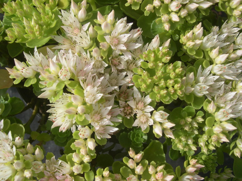 Sedum spurium 'White Carpet' [Phedimus spurius 'White Carpet'] (2)