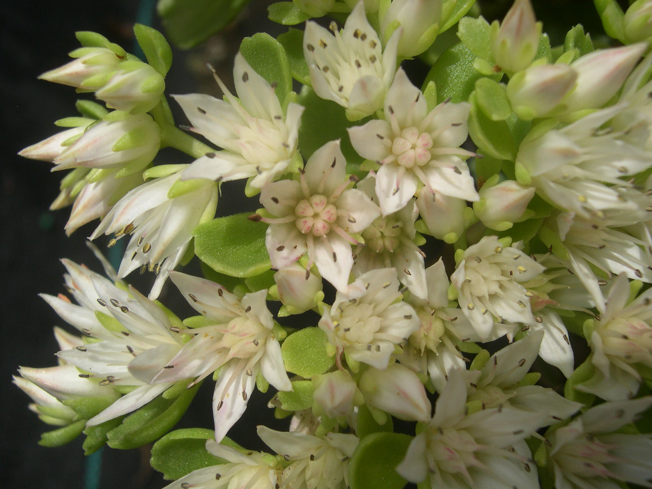 Sedum spurium 'White Carpet' [Phedimus spurius 'White Carpet'] (3)