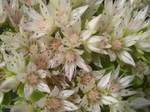 Sedum spurium 'White Carpet' [Phedimus spurius 'White Carpet'] (4)