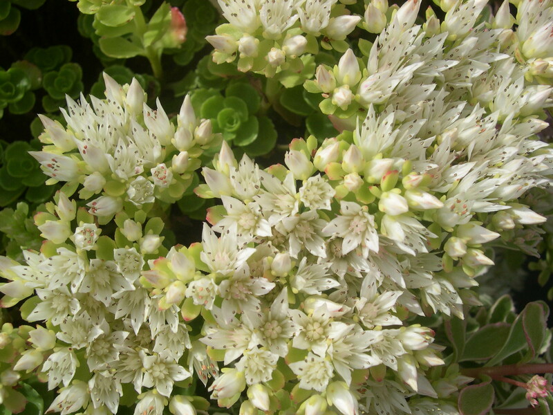 Sedum spurium from Turkey [Phedimus spurius from Turkey] (2)