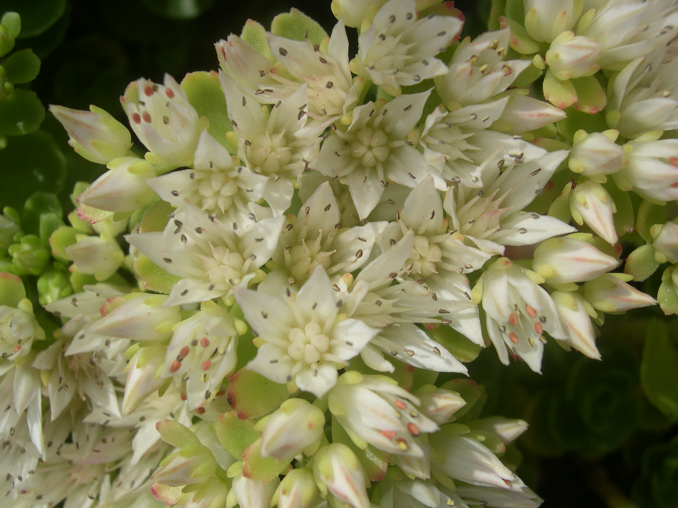 Sedum spurium from Turkey [Phedimus spurius from Turkey] (3)