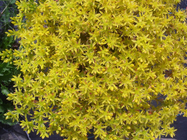 Sedum stenopetalum 3