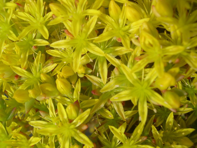 Sedum stenopetalum (4)