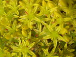 Sedum stenopetalum (4)