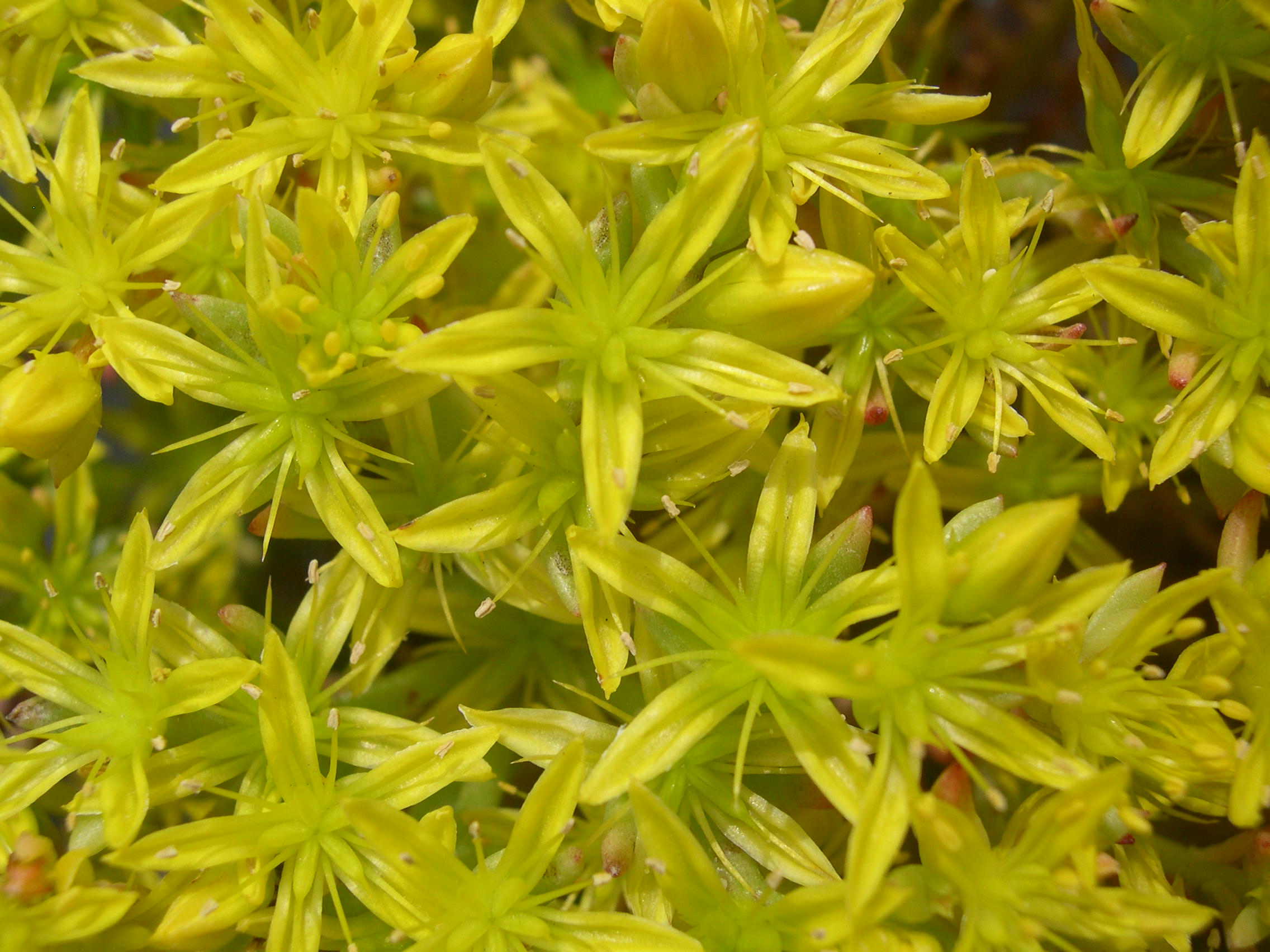 Sedum stenopetalum (5)