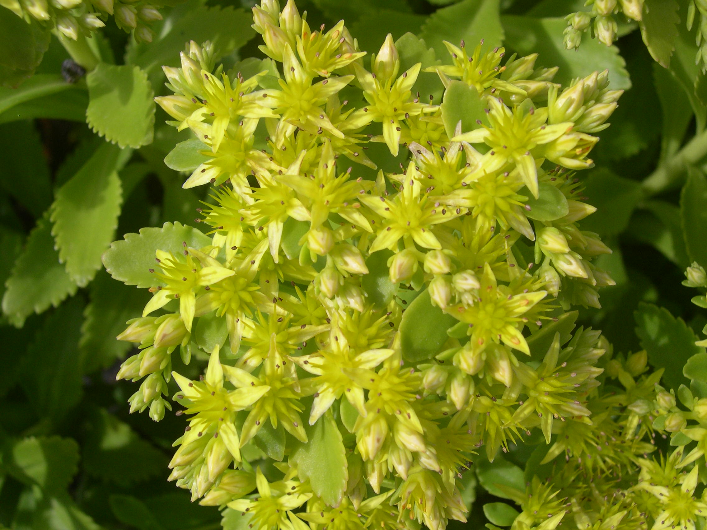 Sedum takesimense (2) (Phedimus takesimensis)