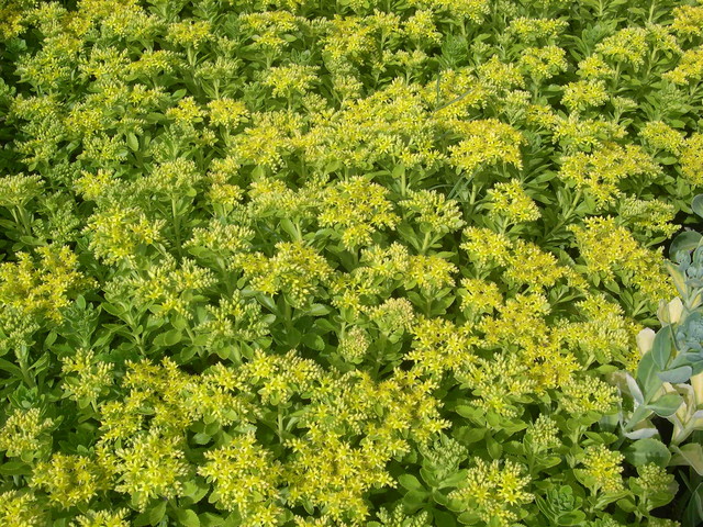 Sedum takesimense (3) (Phedimus takesimensis)