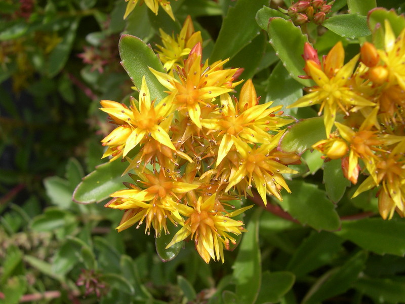 Sedum tenellum (mislabeled) (1)