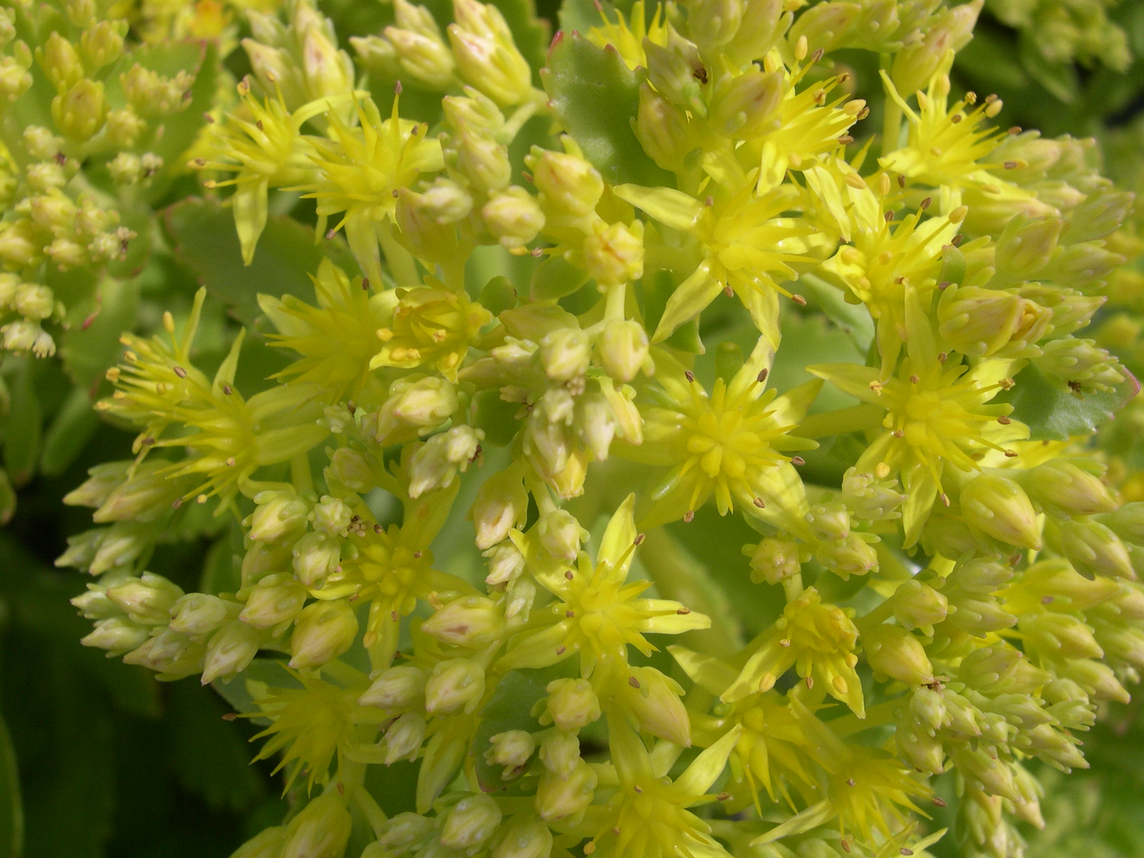 Sedum verticillatum (2) (Hylotelephium verticillatum)