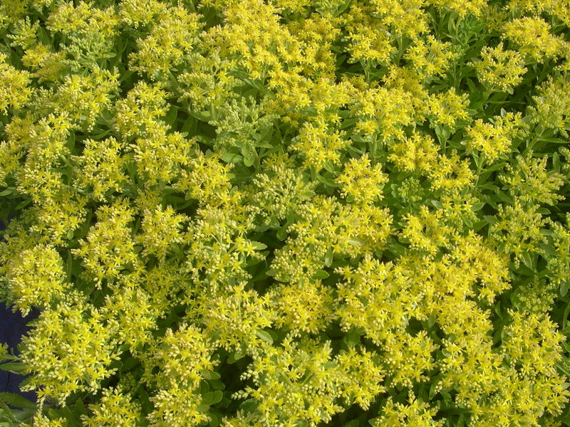 Sedum verticillatum (3) (Hylotelephium verticillatum)