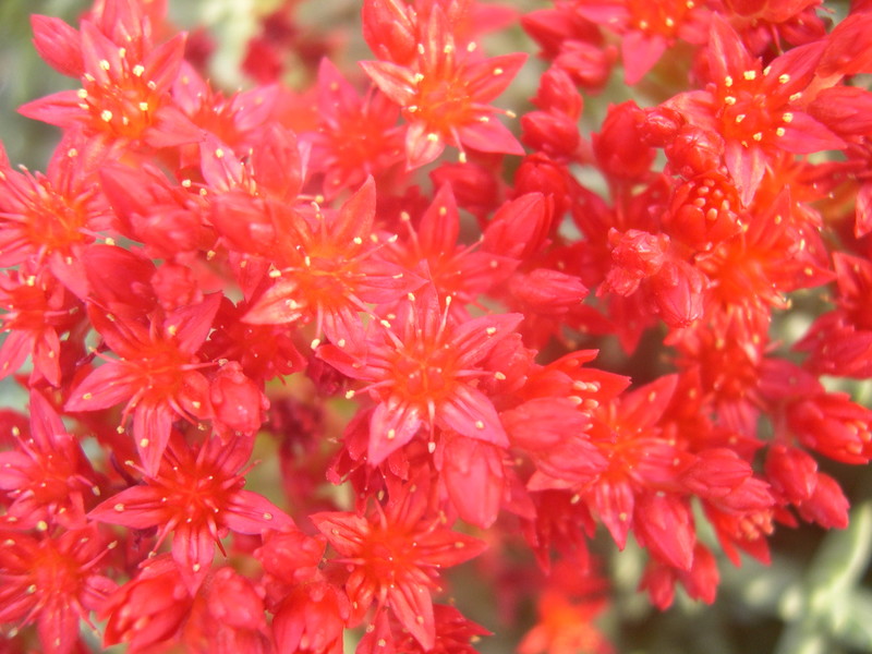 Sedum booleanum (7)