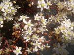 Sedum brevifolium (Red Form) (4)