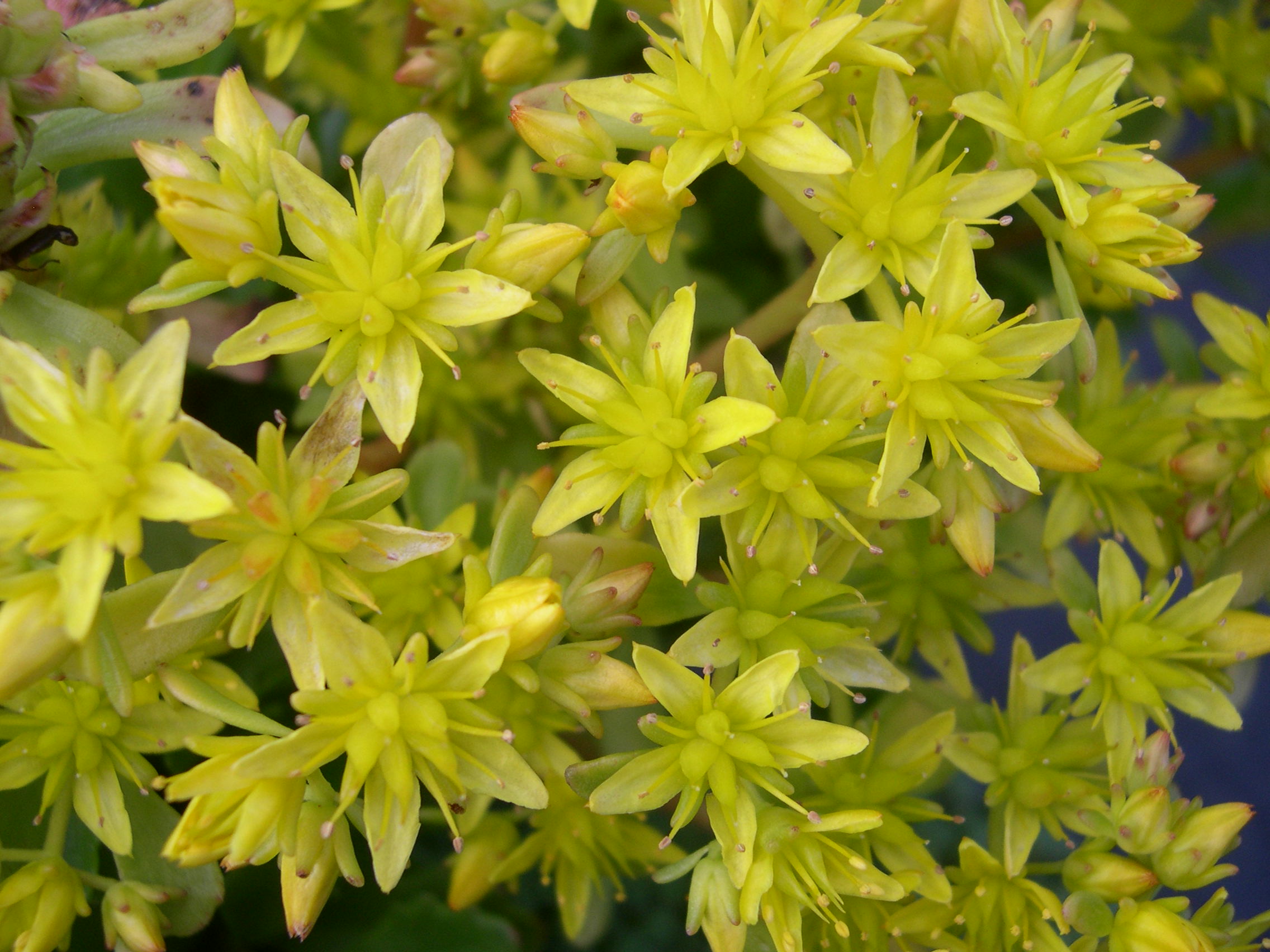 Sedum hybridum 'Immergrünchen' [Phedimus hybridus 'Immergrünchen'] (3)