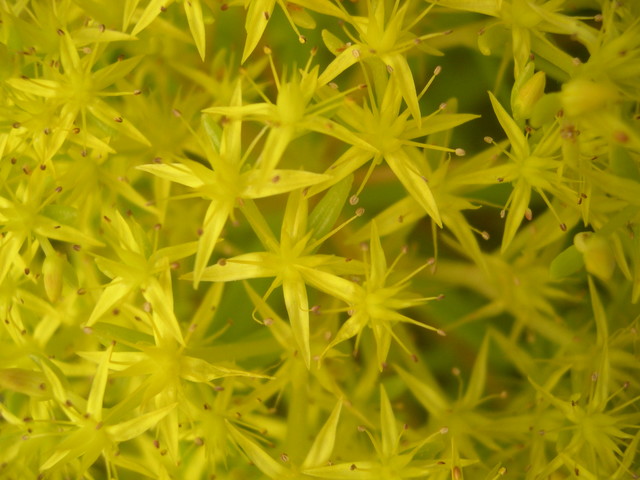 Sedum rupifragum [Sedum hakonense] (3)