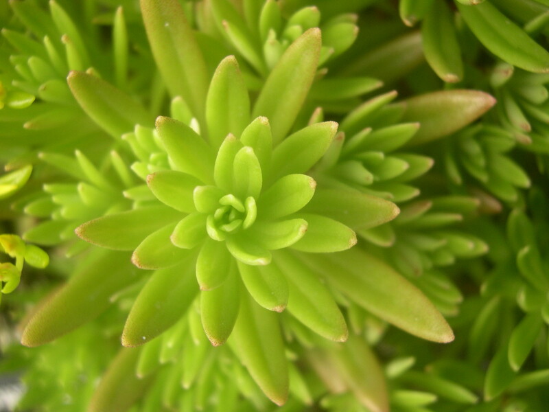 Sedum rupifragum [Sedum hakonense] (4)