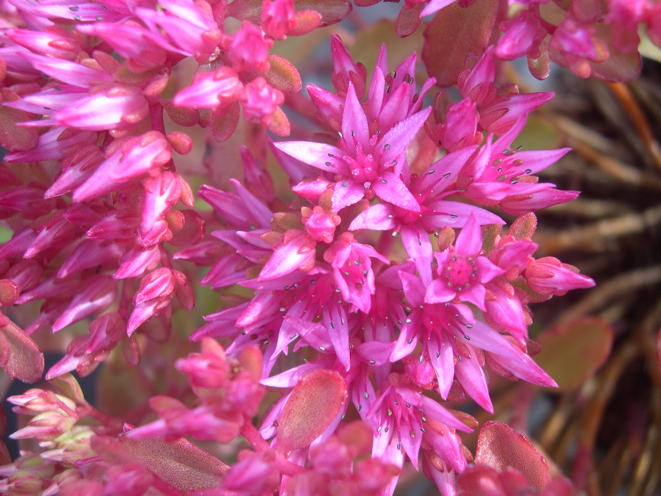 Sedum spurium 'Dragon's Blood' [Phedimus spurius 'Dragon's Blood'] (2)