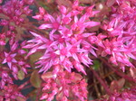 Sedum spurium 'Dragon's Blood' [Phedimus spurius 'Dragon's Blood'] (3)