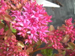 Sedum spurium 'Dragon's Blood' [Phedimus spurius 'Dragon's Blood'] 4)