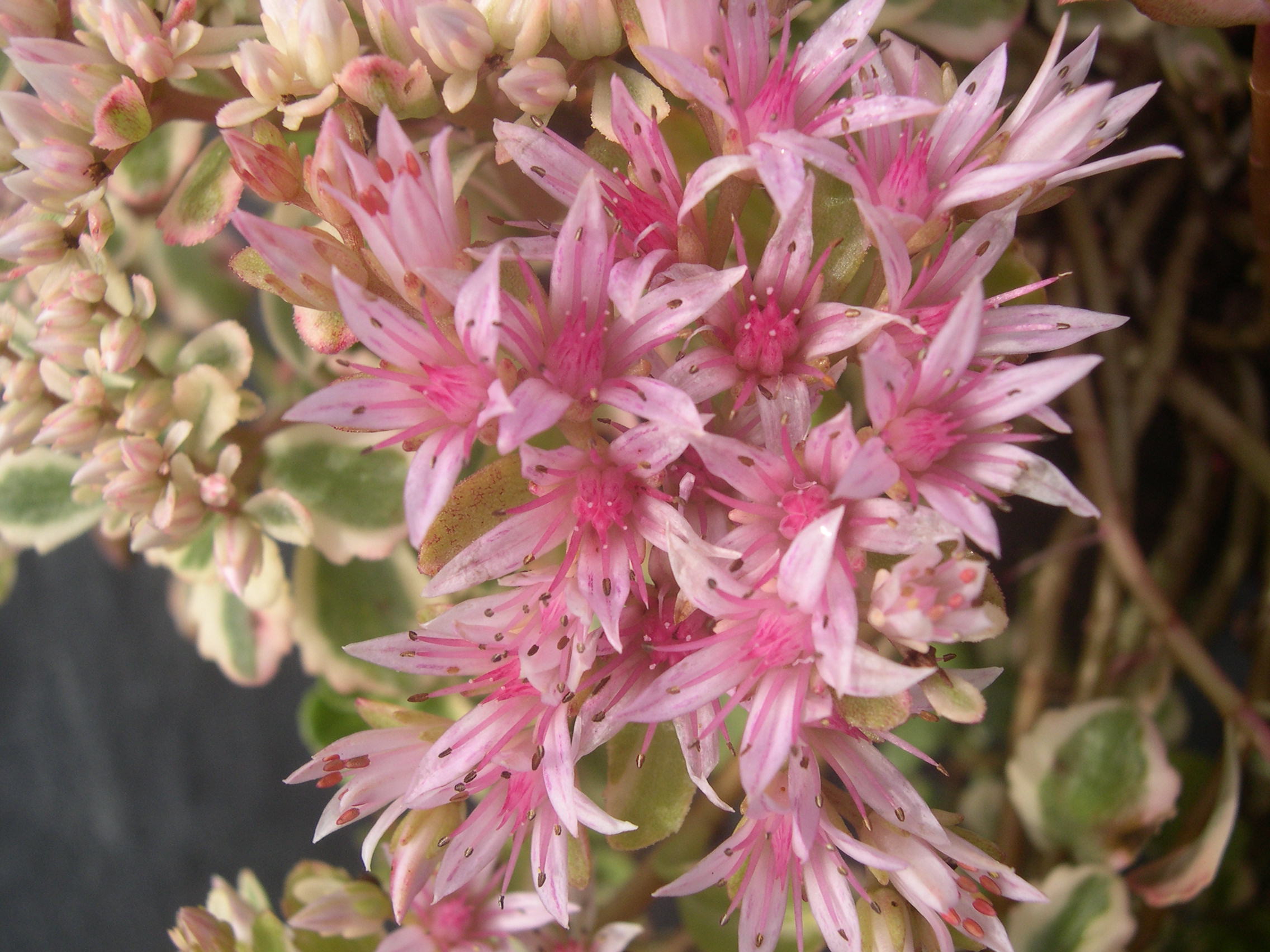 Sedum spurium 'Fool's Gold' [Phedimus spurius 'Fool's Gold'] (3)