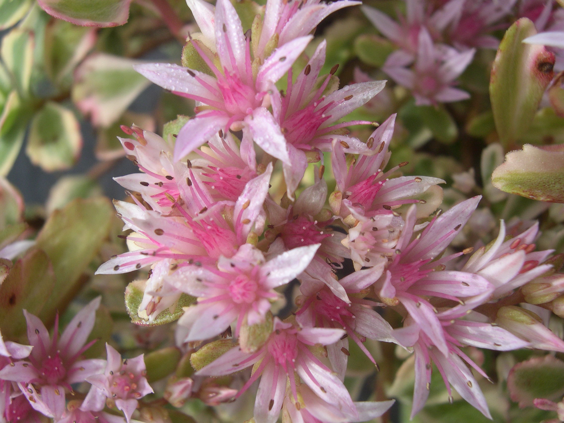 Sedum spurium 'Fool's Gold' [Phedimus spurius 'Fool's Gold'] (4)