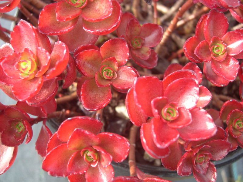 Sedum spurium 'Fuldaglut' [Phedimus spurius 'Fuldaglut'] (3)