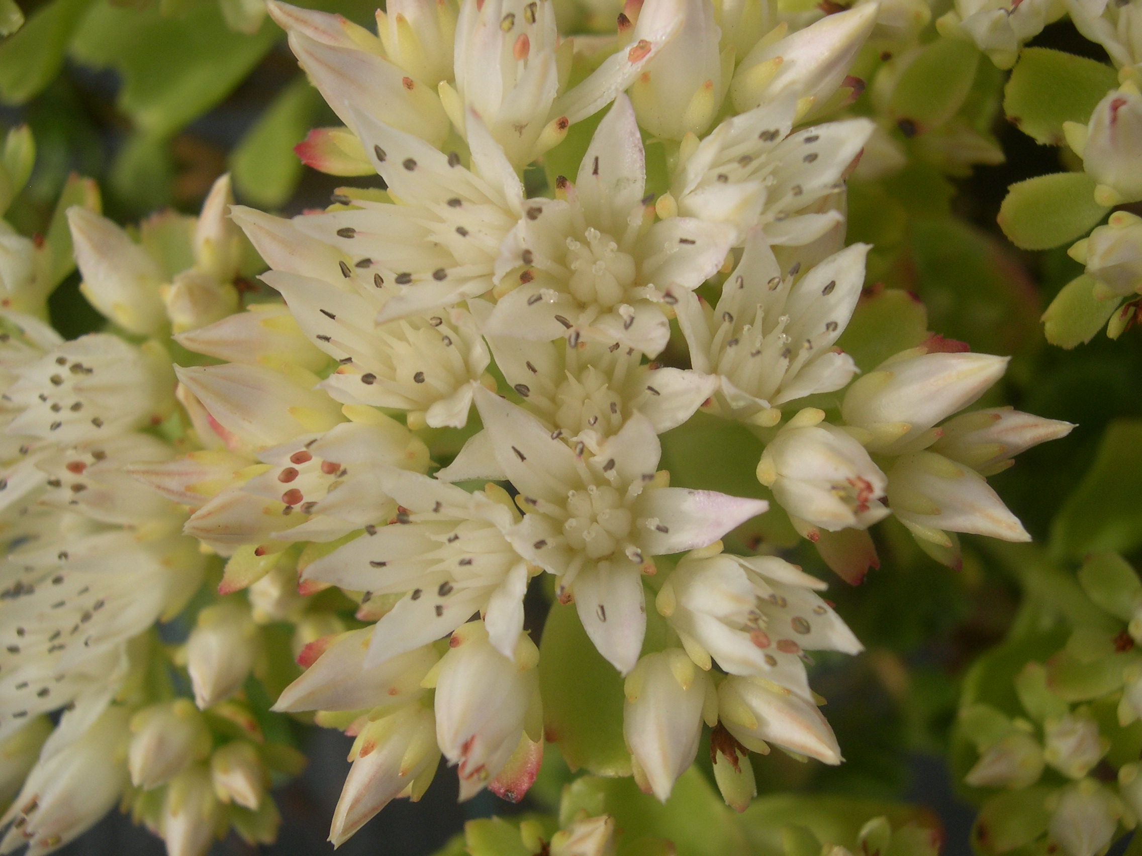 Sedum spurium 'Green Mantle' [Phedimus spurius 'Green Mantle'] (2)