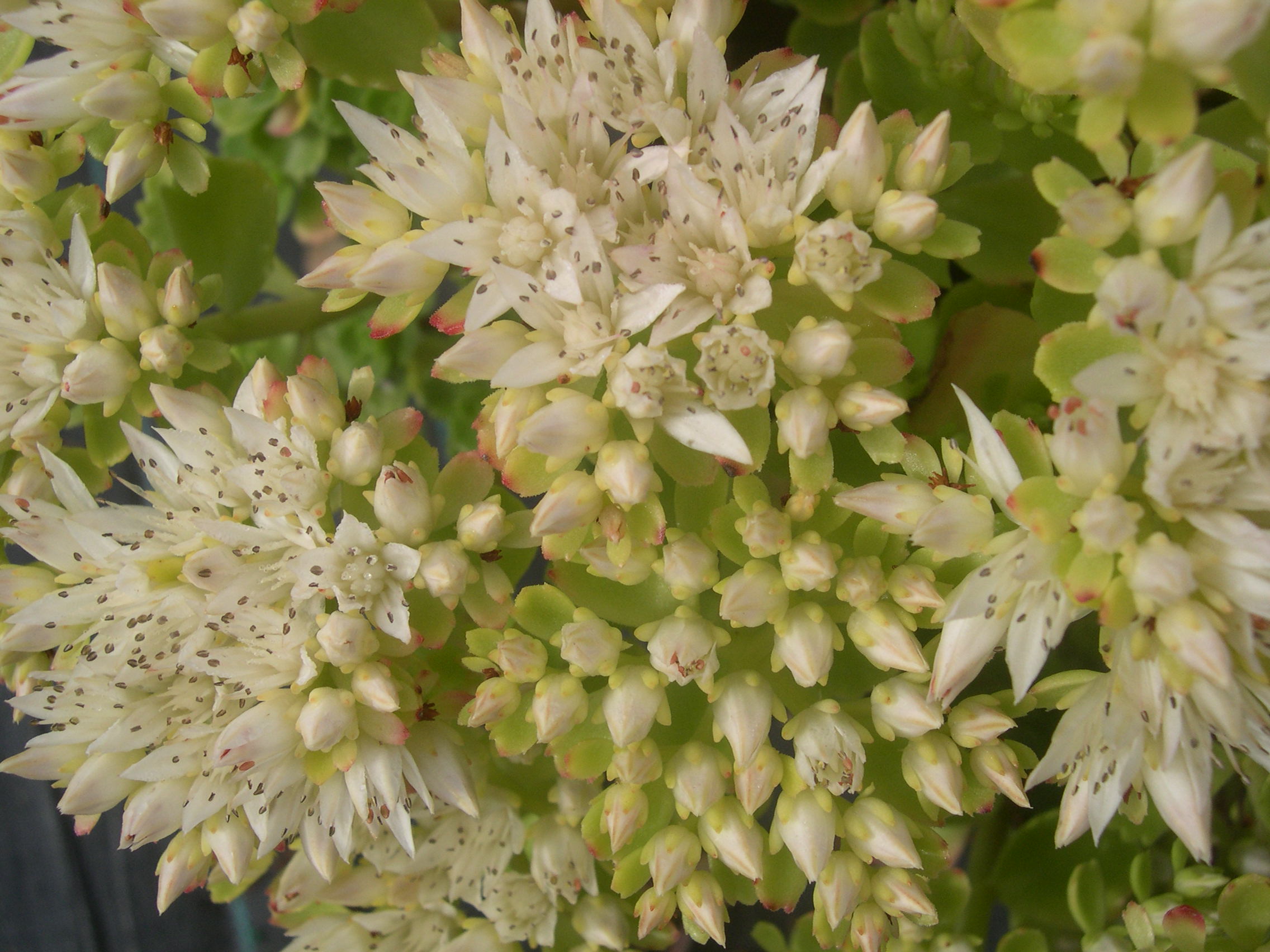 Sedum spurium 'Green Mantle' [Phedimus spurius 'Green Mantle'] (3)