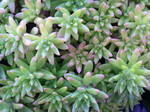 Sedum affin tricarpum (2)