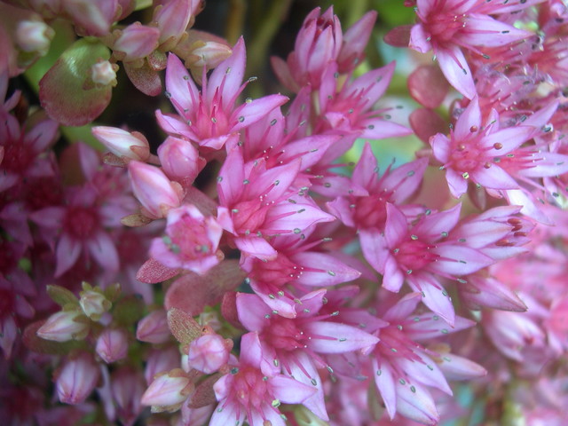 Sedum spurium 'Dr. John Creech' [Phedimus spurius 'Dr. John Creech'] (3)