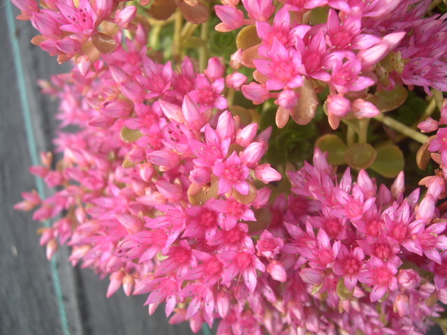 Sedum spurium 'Pink Jewel'[Phedimus spurius 'Pink Jewel'] (2)