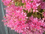Sedum spurium 'Pink Jewel'[Phedimus spurius 'Pink Jewel'] (2)