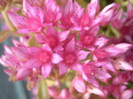 Sedum spurium 'Pink Jewel' [Phedimus spurius 'Pink Jewel'] (3)