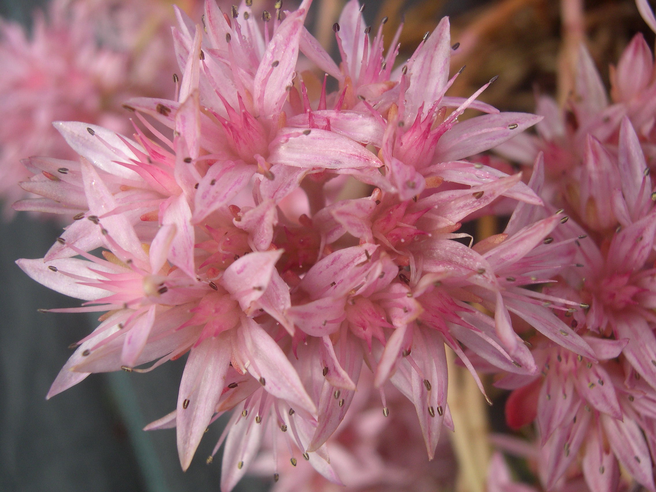 Sedum spurium 'Raspberry Red' [Phedimus spurius 'Raspberry Red'] (2)