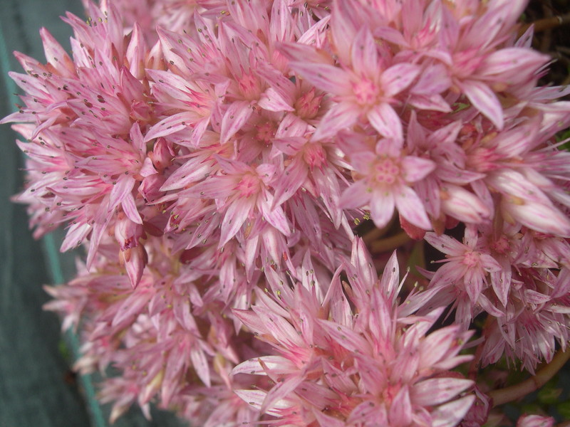 Sedum spurium 'Raspberry Red' [Phedimus spurius 'Raspberry Red'] (3)