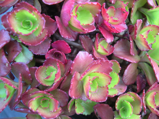 Sedum spurium 'Ruby Mantle' [Phedimus spurius 'Ruby Mantle'] (3)