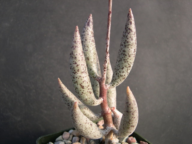 Adromischus filicaulis ssp filicaulis 1.jpg