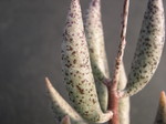 Adromischus filicaulis ssp filicaulis 2.jpg