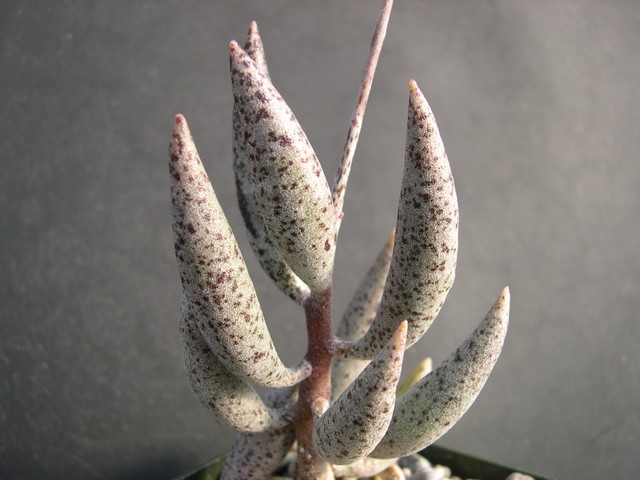 Adromischus filicaulis ssp filicaulis 3.jpg
